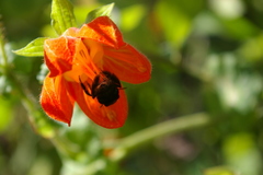 Nasa olmosiana