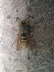 Dolichovespula media