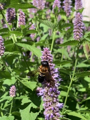 Megachile sculpturalis