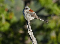 Junco hyemalis dorsalis