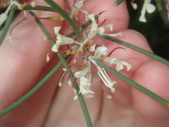 Hakea trifurcata