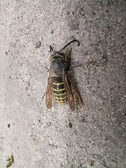 Dolichovespula media