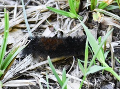 Pyrrharctia isabella