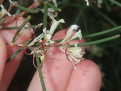 Hakea trifurcata