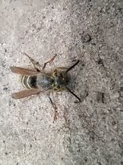Dolichovespula media