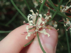Hakea trifurcata