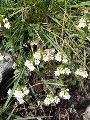 Euphrasia officinalis