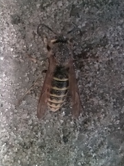 Dolichovespula media