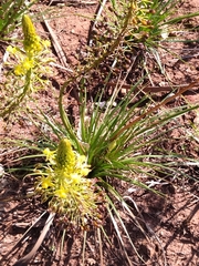Bulbine