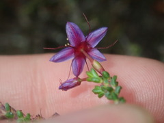 Calytrix