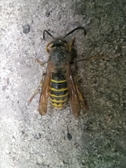 Dolichovespula media