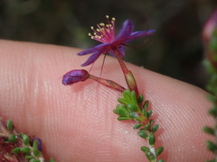 Calytrix