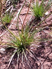 Bulbine