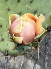 Opuntia littoralis