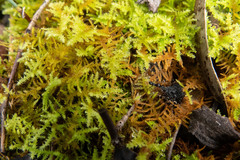 Thuidiopsis