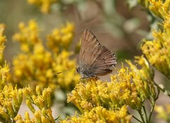 Satyrium saepium