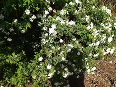 Spiraea cantoniensis
