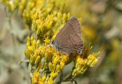 Satyrium saepium