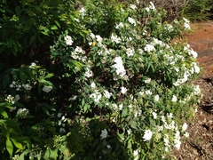 Spiraea cantoniensis