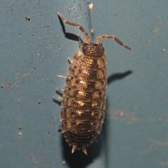 Porcellio spinicornis