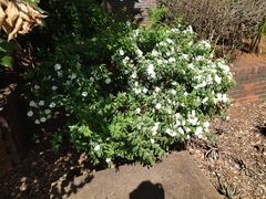Spiraea cantoniensis