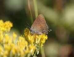 Satyrium saepium