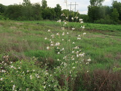 Oenothera filiformis