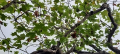 Platanus × hispanica