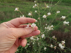 Oenothera filiformis
