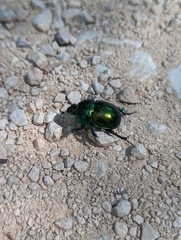 Trypocopris