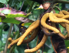 Hemithraupis flavicollis