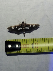Desmia funeralis