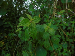 Chamabainia cuspidata