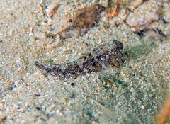 Bathygobius krefftii