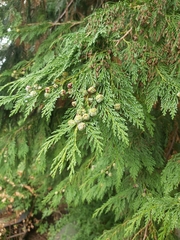 Chamaecyparis