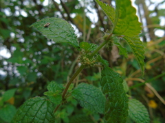 Chamabainia cuspidata