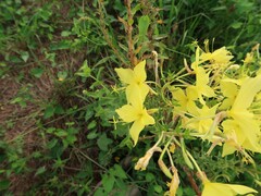 Oenothera rhombipetala