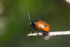 Cryptocephalus bipunctatus