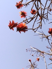 Erythrina lysistemon