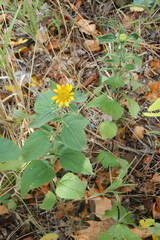Helianthinae
