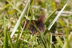 Erebia