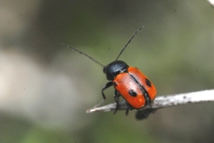 Cryptocephalus bipunctatus