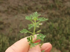 Leucospora multifida