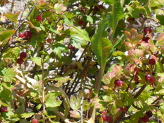 Ribes hirtellum