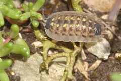 Porcellio spinicornis