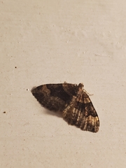 Xanthorhoe lacustrata