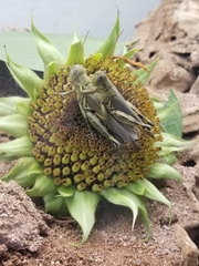 Melanoplus differentialis