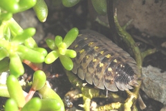 Porcellio spinicornis