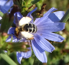 Dasypoda hirtipes