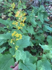Solidago flexicaulis